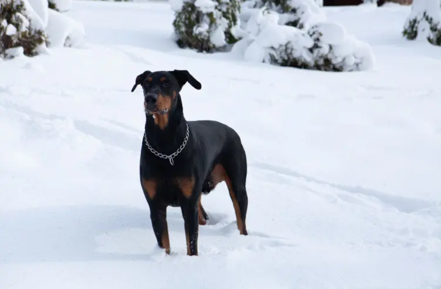 Doberman Dogs Guide: Strength, Personality, and Care Guide